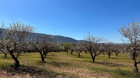 VENTA DE FINCA RUSTICA DE 6,5 HECTAREAS DE ALMENDROS Y ALGUNOS OLIVOS EN DILAR, immagine 4