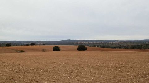 Fincas inmancha 388 has. labor caza menor en Villarrobledo (Albacete), imatge 5