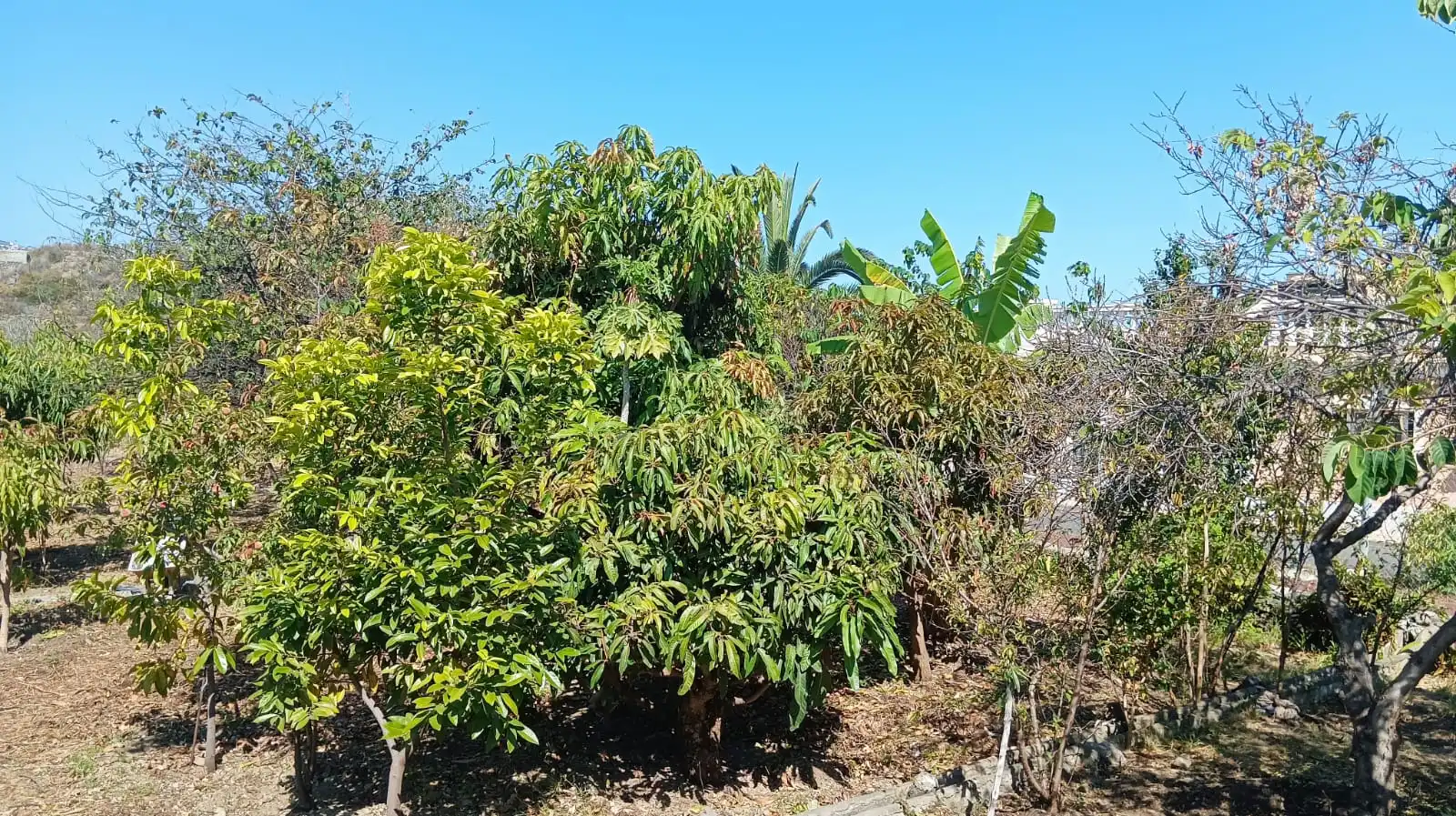 Rural land for sale in San Felipe - San Marcos - Las Cañas