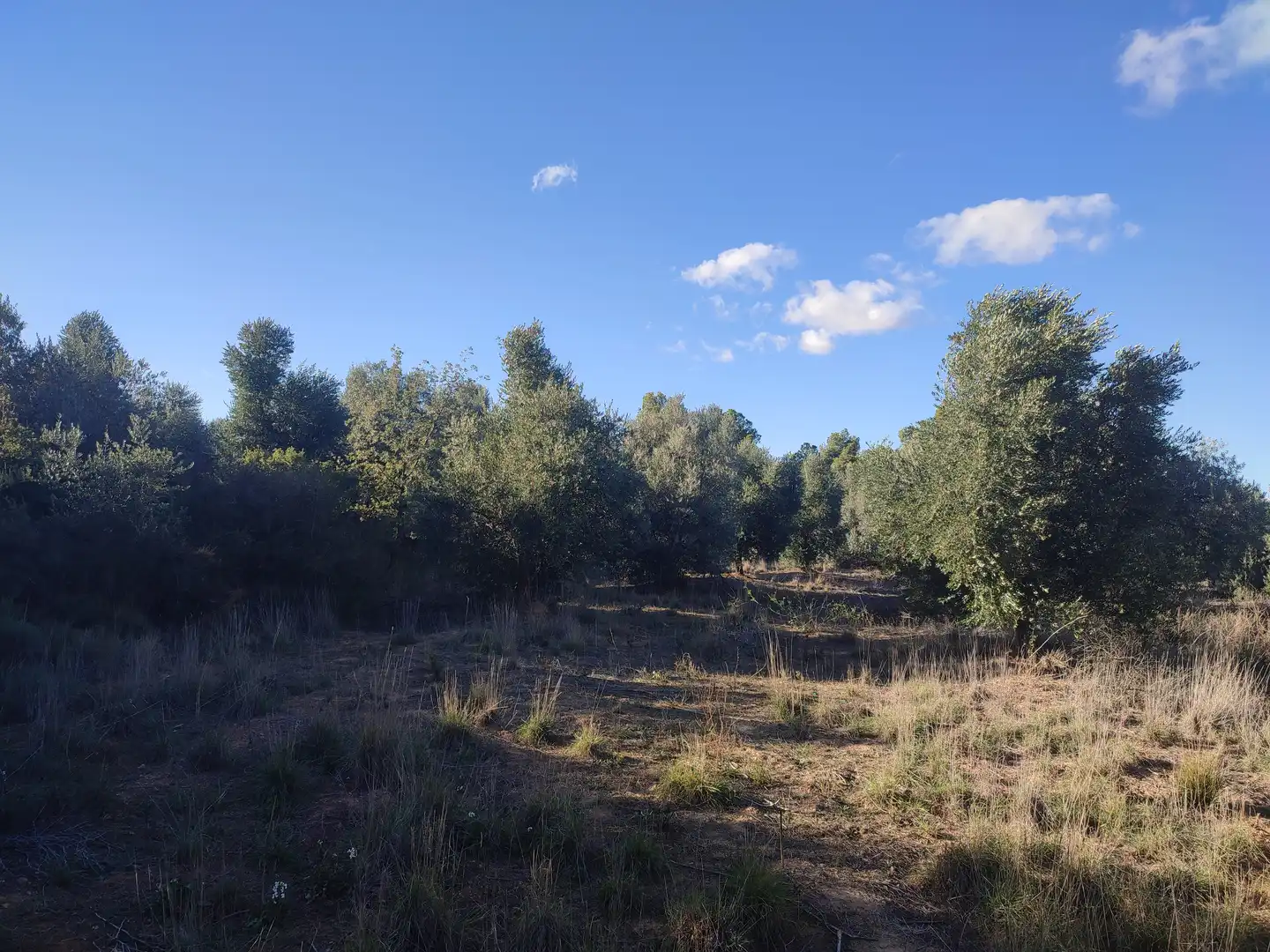 Terreno rústico en venta en L'Albagés, imagen 8