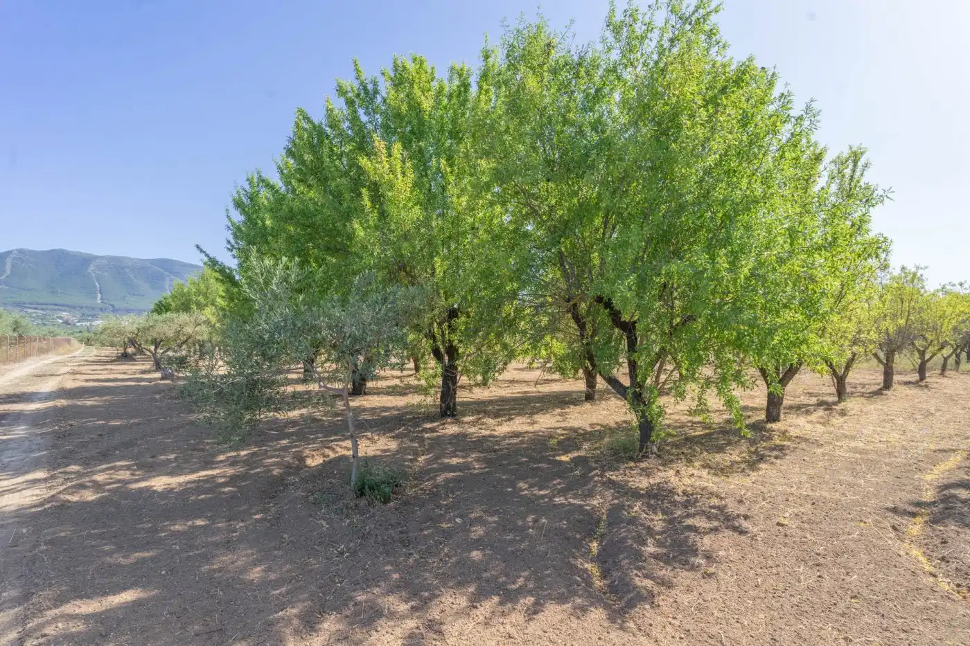 Rural land for sale in Centro, imagen 6