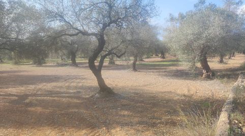 Finca Rúst. en venta en Ulldecona., imatge 2
