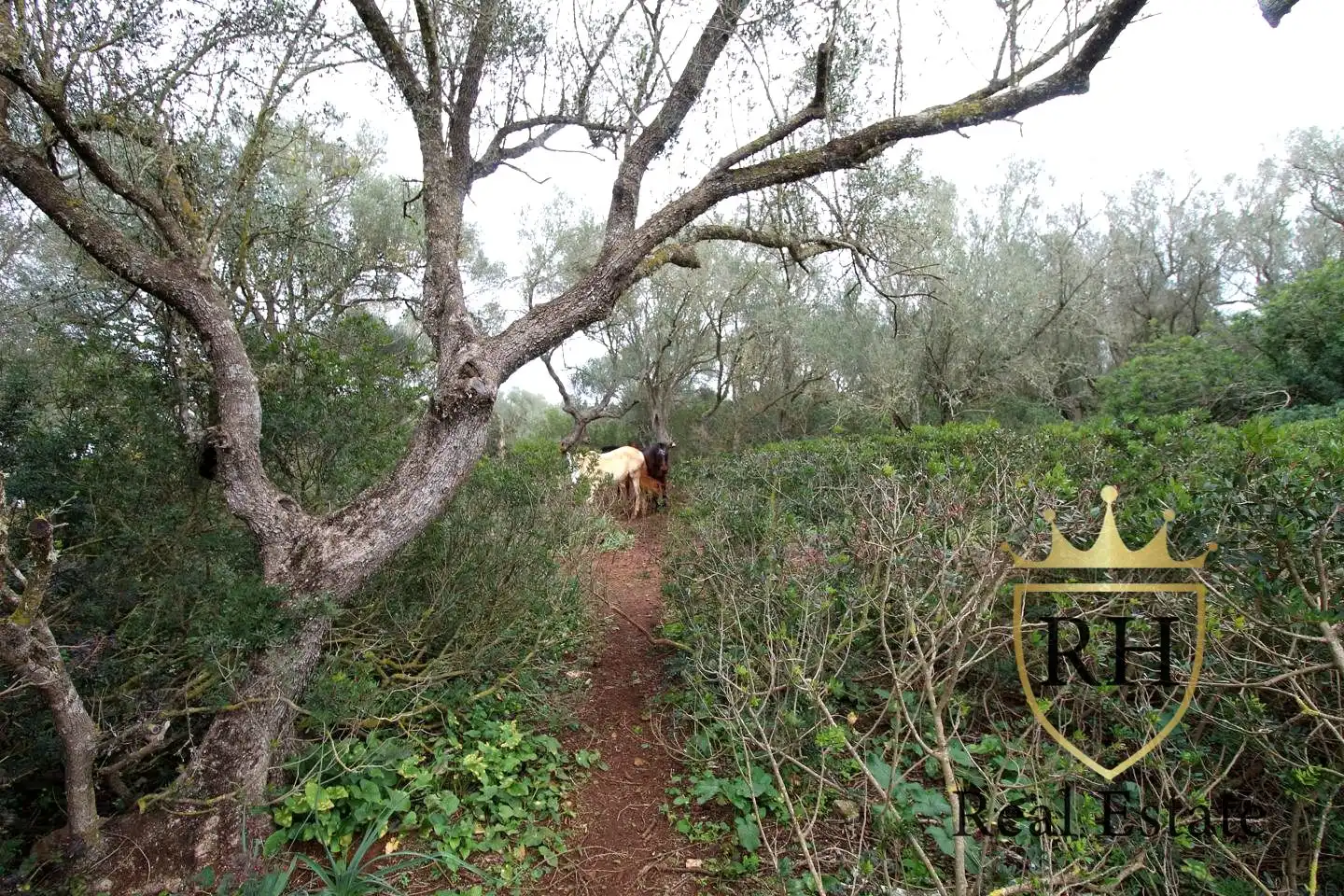 Lands and plots for sale in POLIGONO 49 PARCELA 3, imagen 24