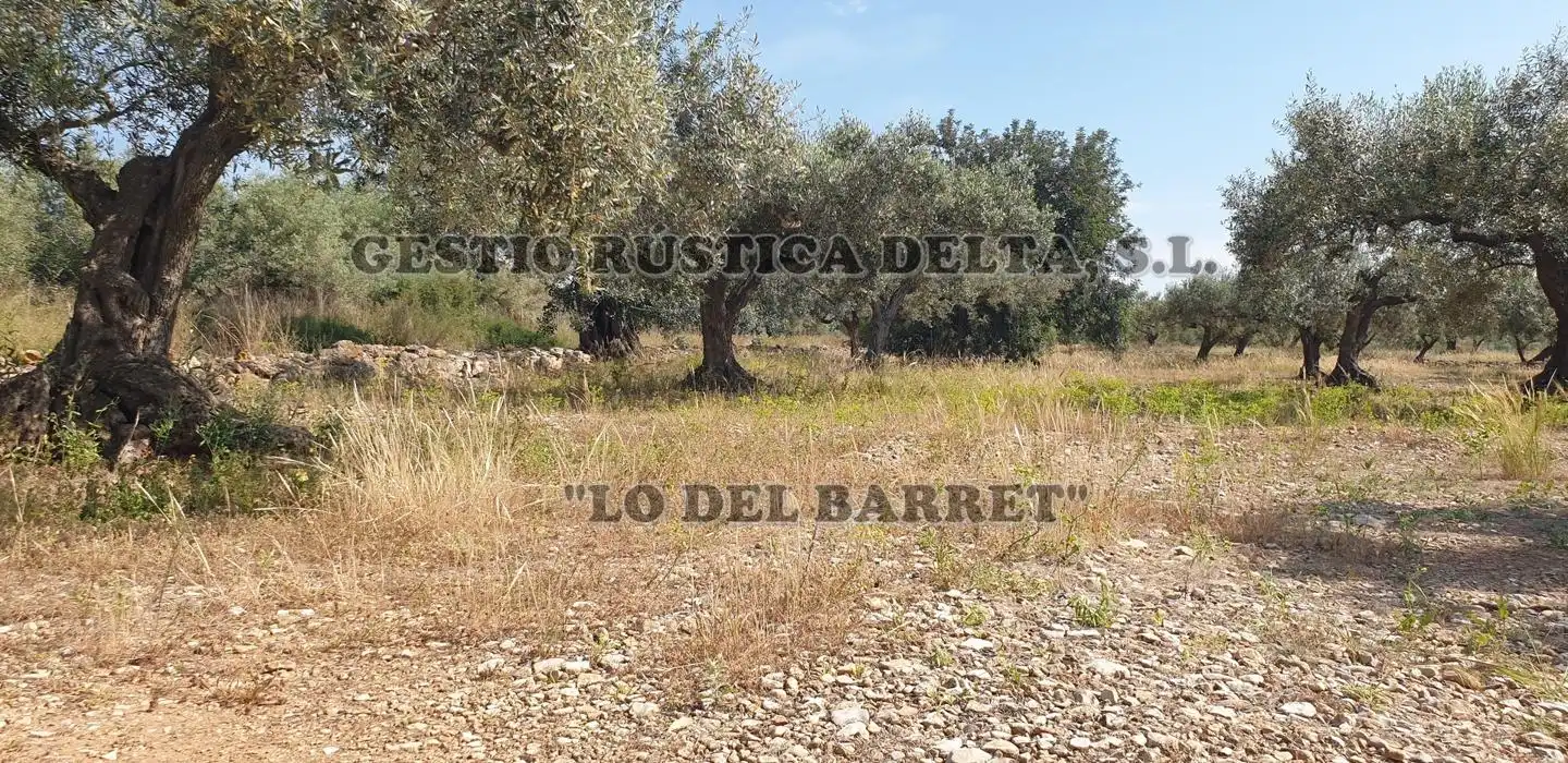Terreno rústico en venta en Polígono 1, imagen 18