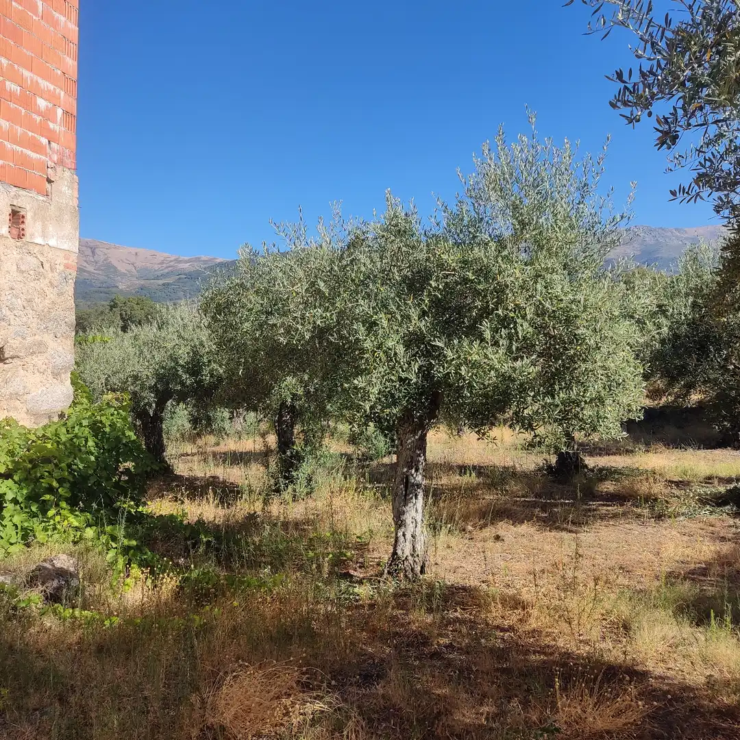 Terreni e lotti in vendita a Jarandilla de la Vera, imagen 4