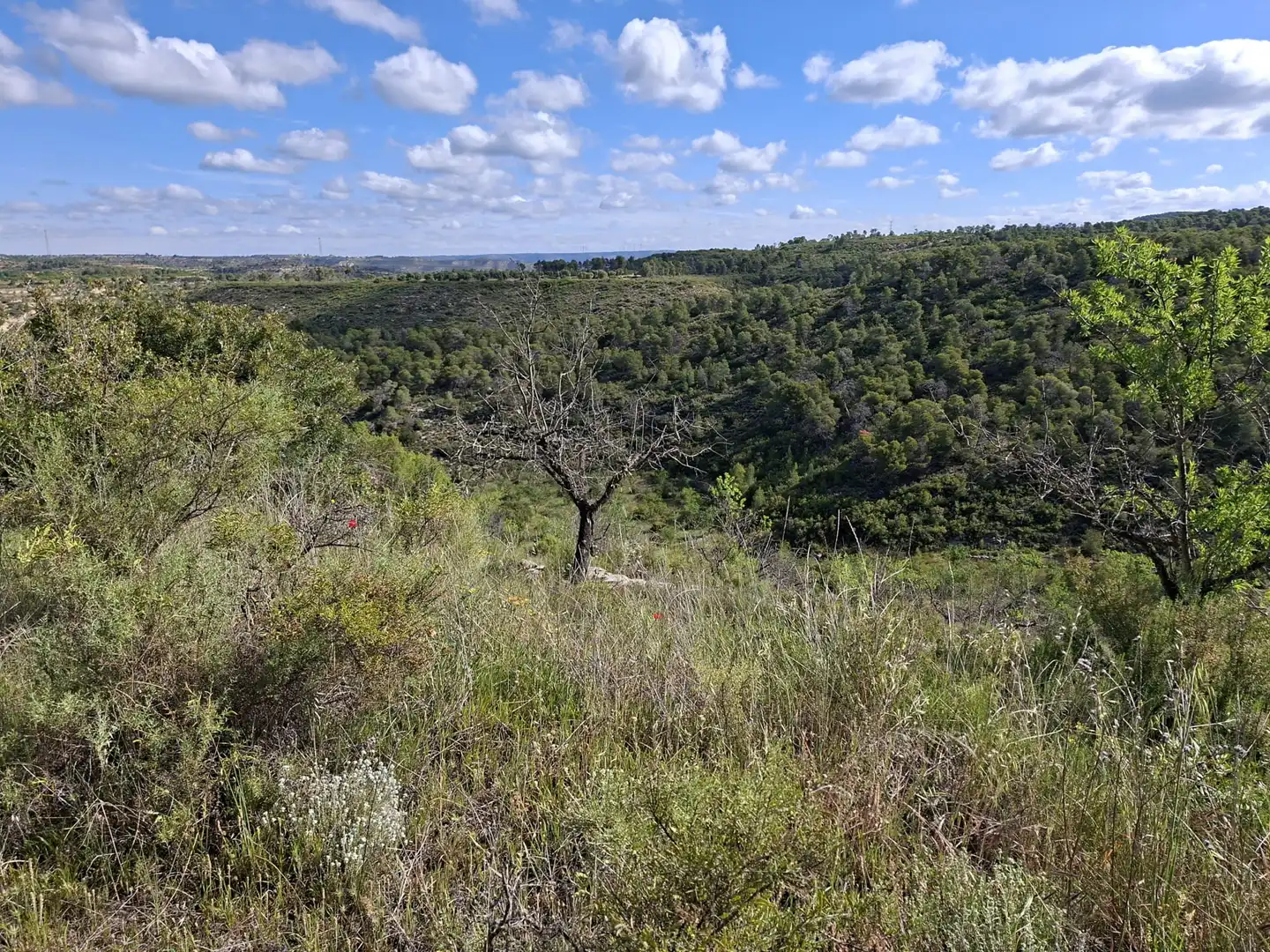 Finca rústica en venta en Vilalba dels Arcs