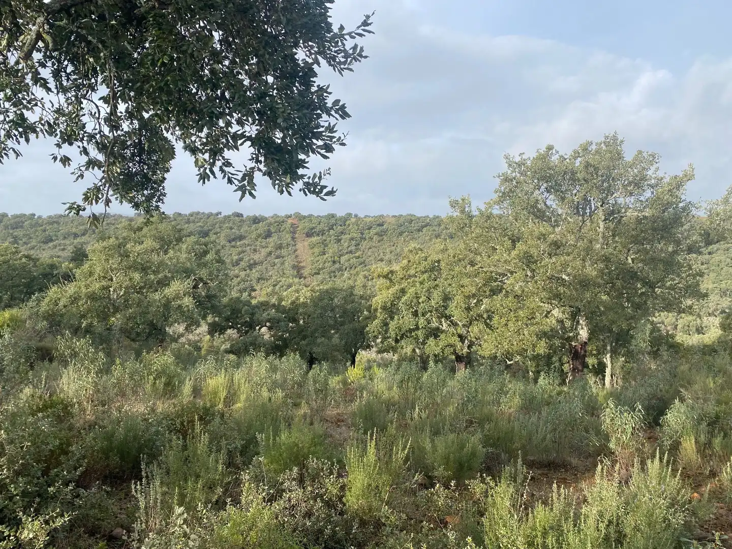 Terreno en venta en Anchuras
