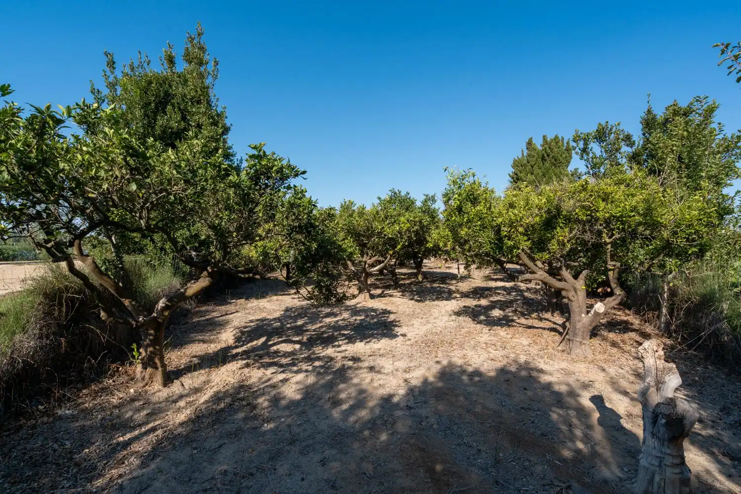 Rural land for sale in Deltebre, imagen 5