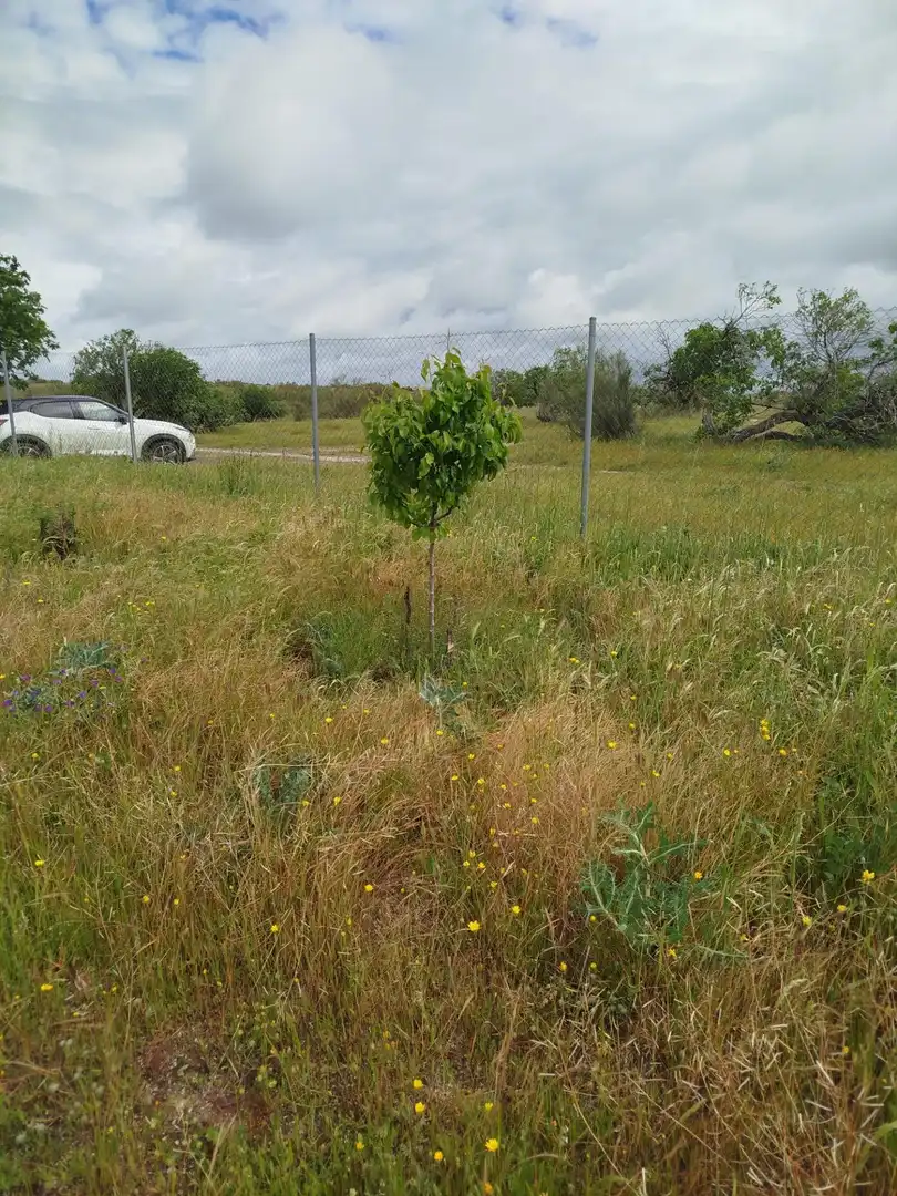 Terreno rústico en venta en Fuencarral - El Pardo, imagen 12
