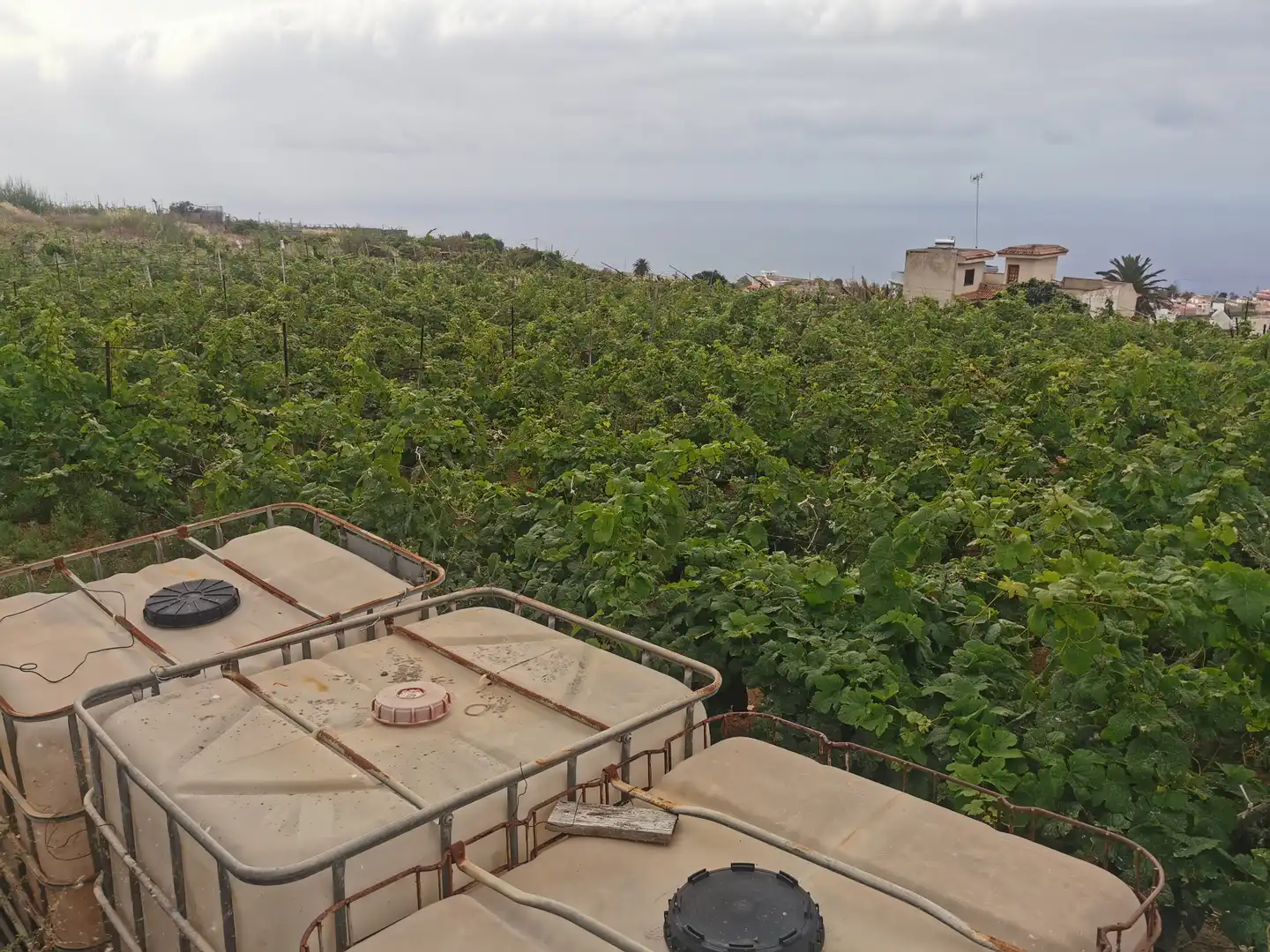 Terreno en venta en Calle la Bastona, Santa Úrsula pueblo