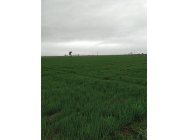 Terrain rustique à vendre à Daimiel