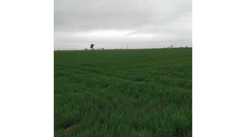 Venta de finca rústica en Daimiel