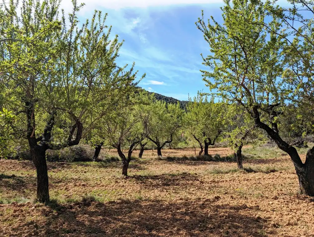 Terreni e lotti in vendita a Fuentespalda, imagen 5
