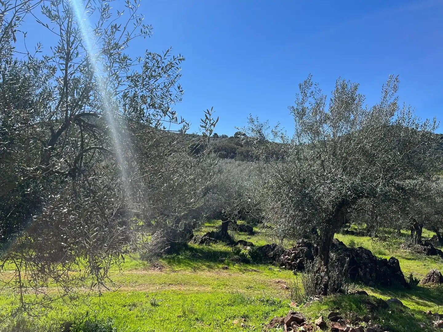 Terreni e lotti in vendita a Zufre, imagen 9