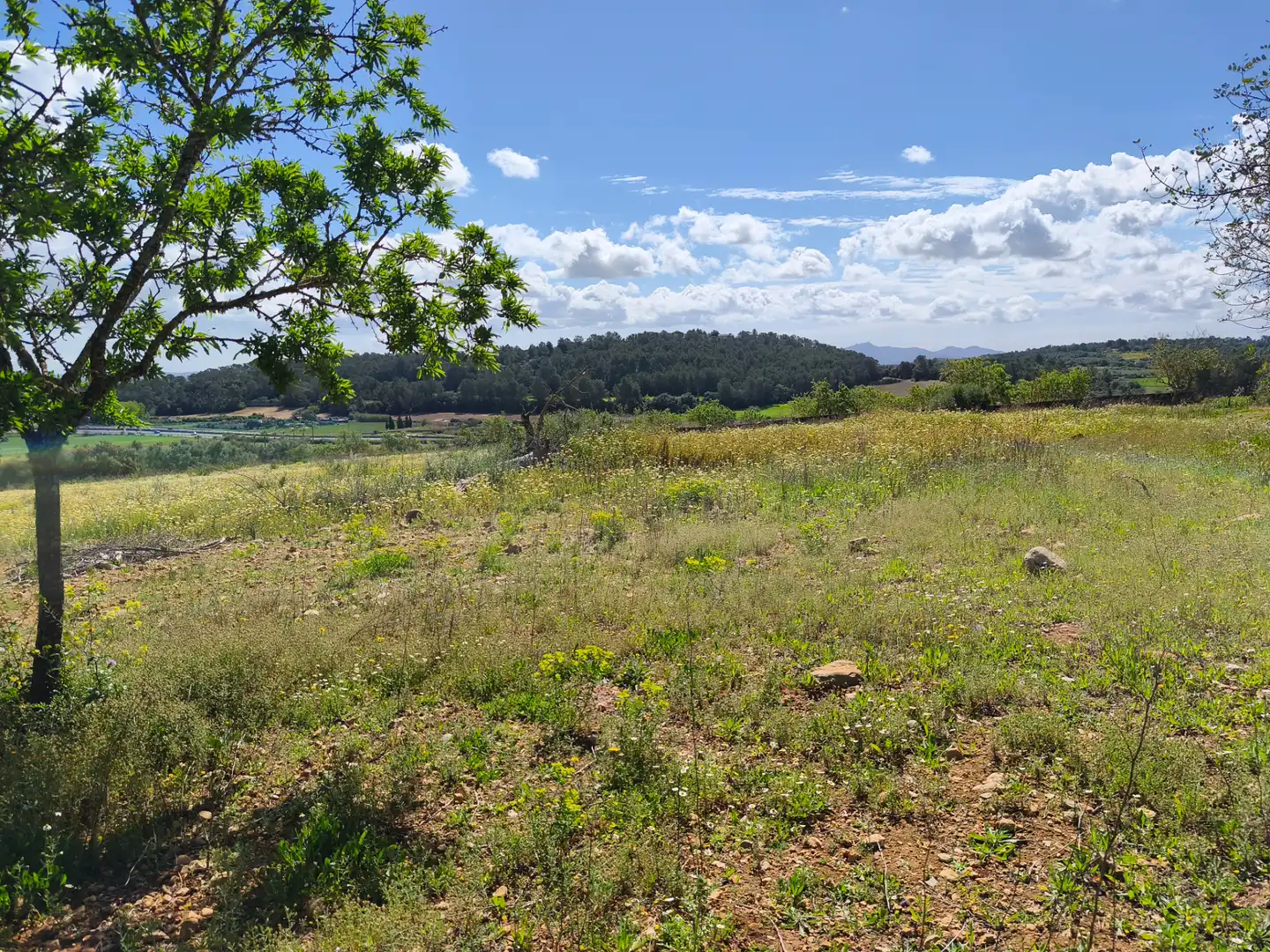 Terrain rustique à vendre à Carrer del Consistori 2