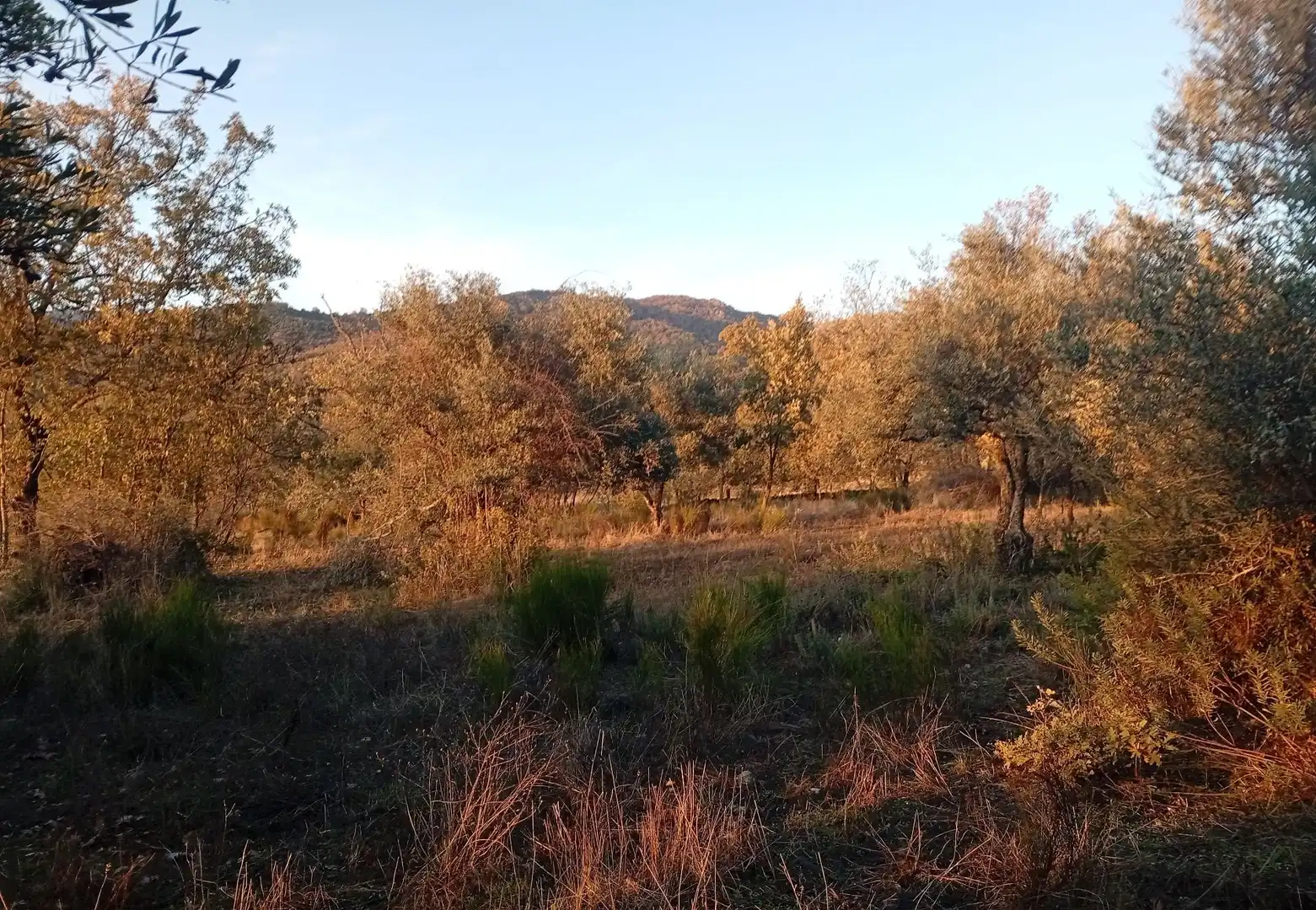 Terreni e lotti in vendita a Viandar de la Vera, imagen 4