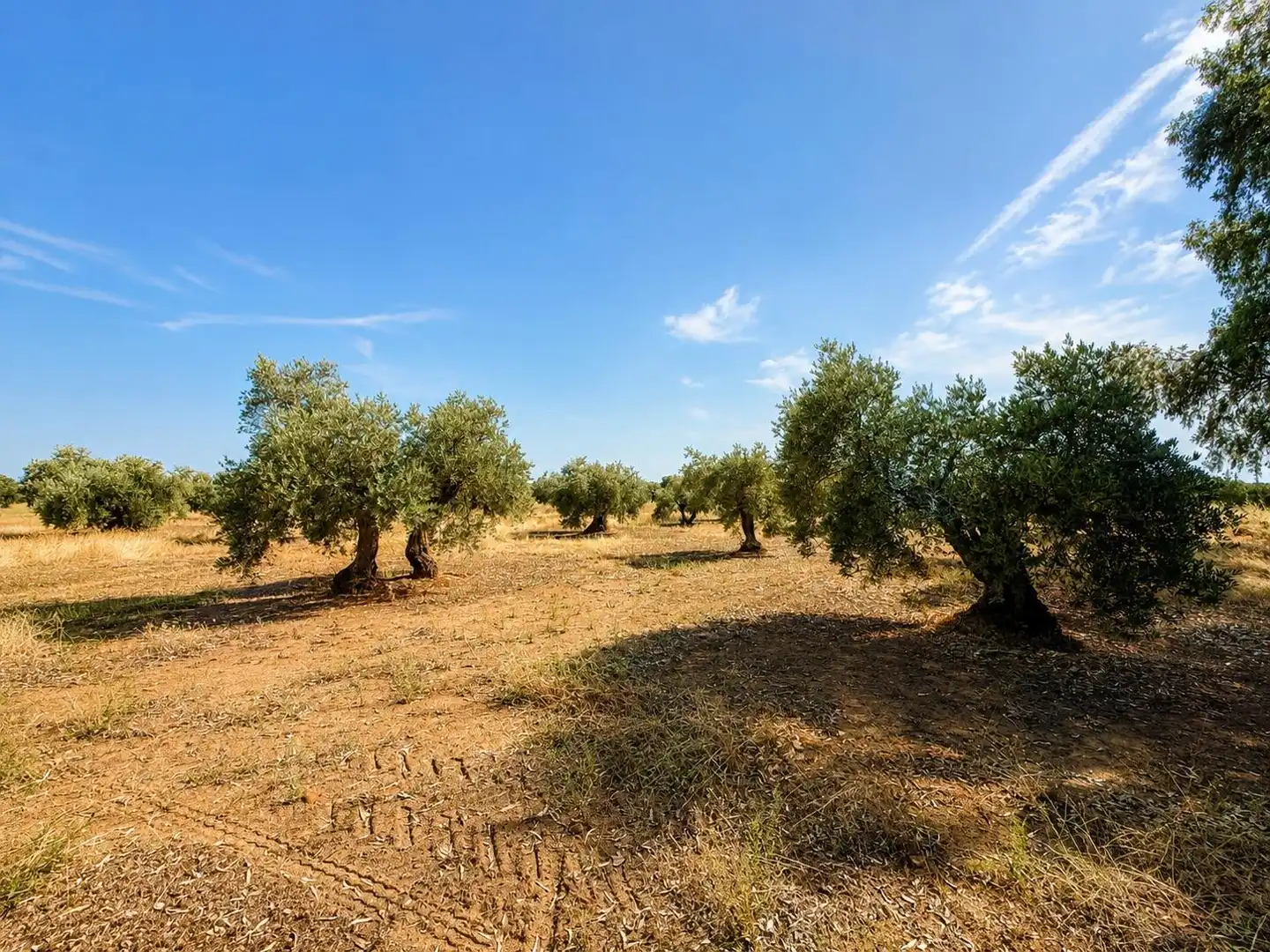 Casa o xalet en venda en Montoro amb Jardí privat, Traster i Moblat
