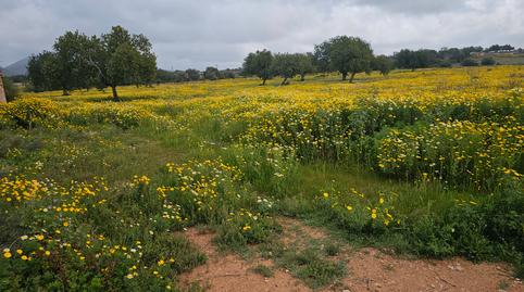 Photo 5 of Country house for sale in Carrer de Sa Comuna, 1097, Sa Cabaneta, Illes Balears
