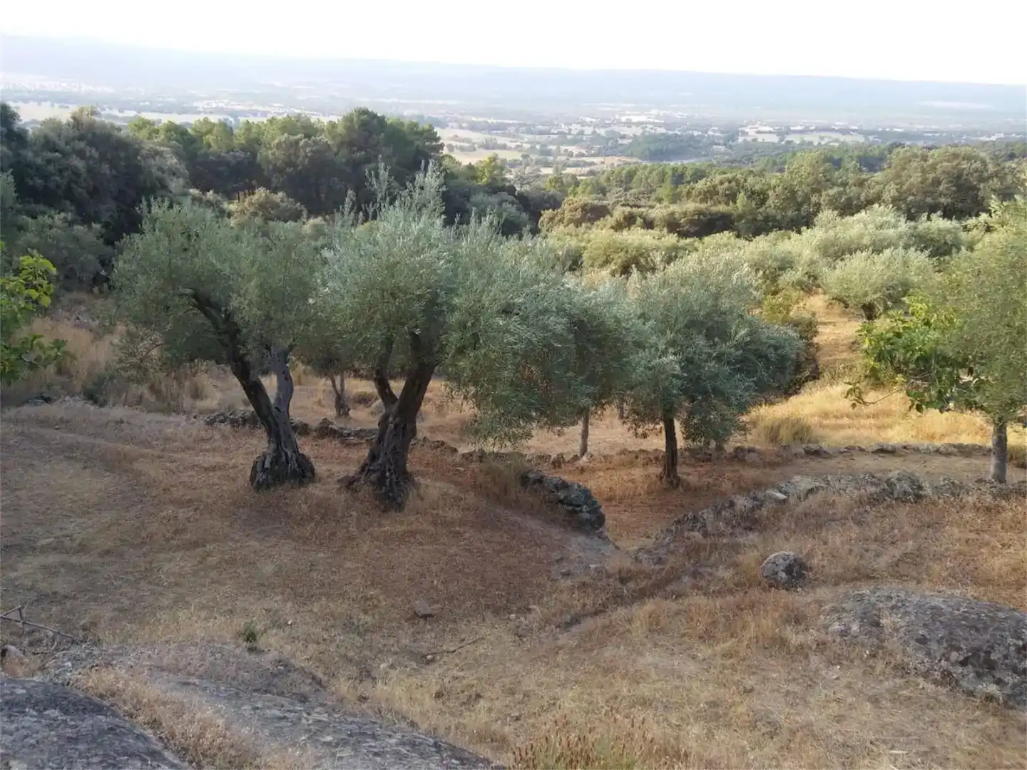 Terreno en venta en Pedro Bernardo