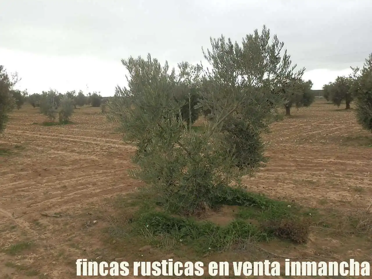 Terreno rustico in vendita a Campo de Criptana, imagen 17