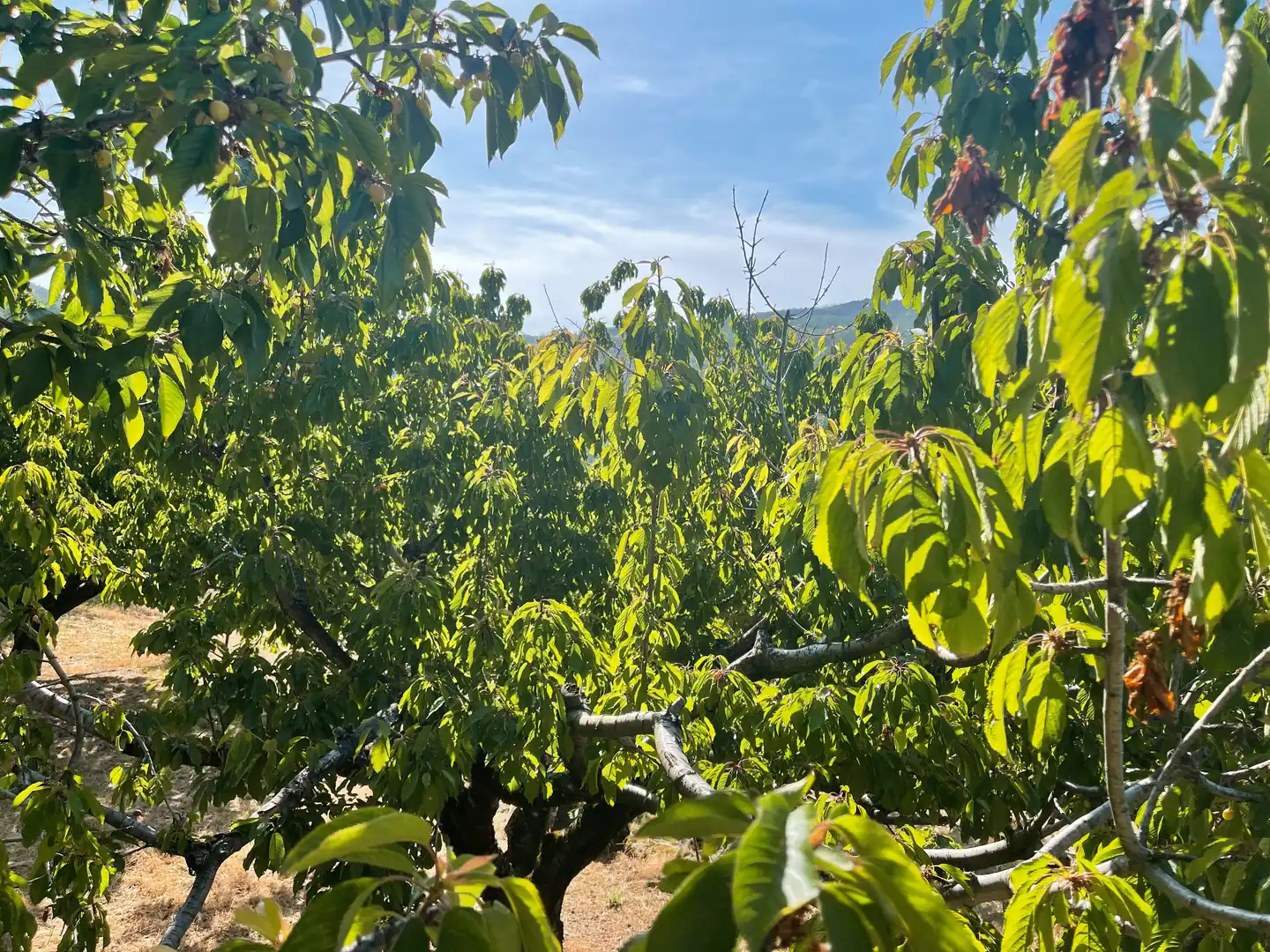 Terreni e lotti in vendita a Garganta la Olla, imagen 11