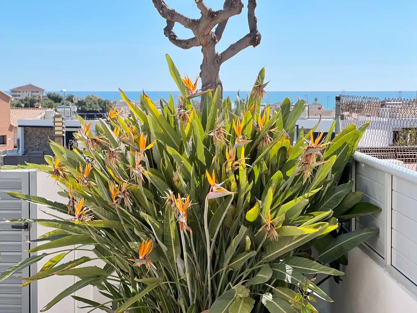 Adossat amb jardí en venda a Cunit Residencial, imagen 3