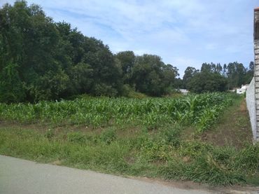 Terrain rustique à vendre à Ribadumia