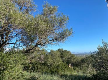 Terreno rústico en venta en Santa Eugènia