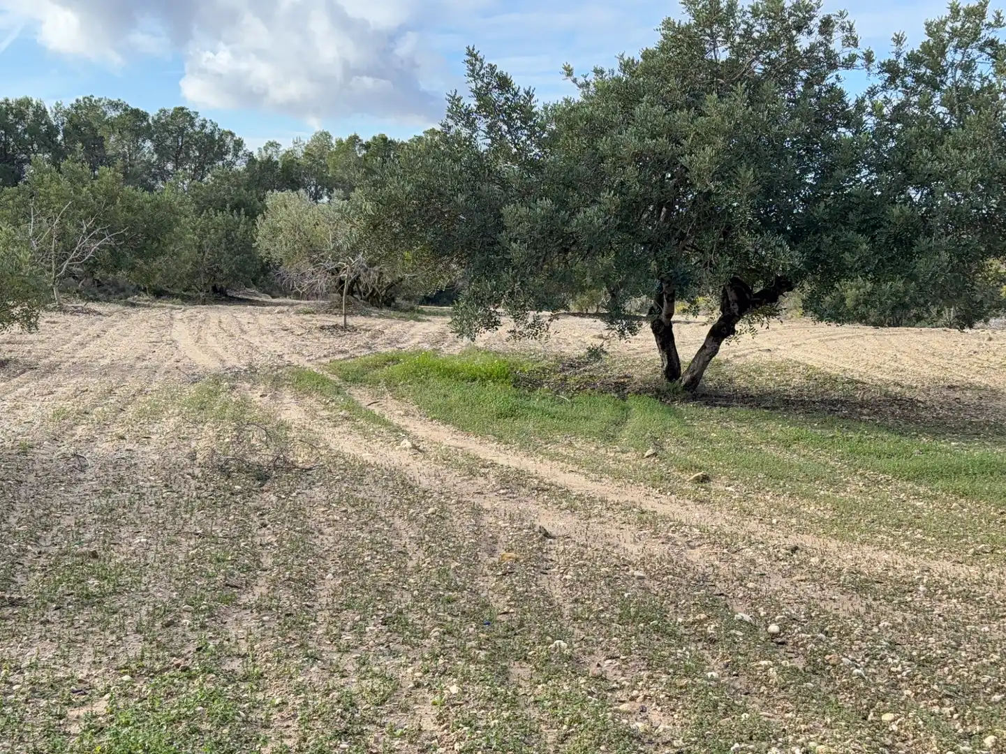 Terrain rustique à vendre à Cami Futbol 14A, imagen 9