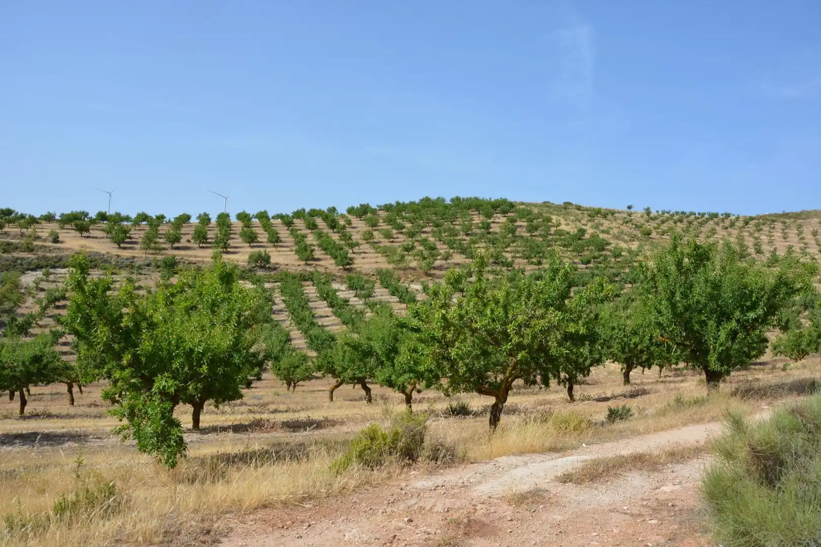 Land for sale in Padul