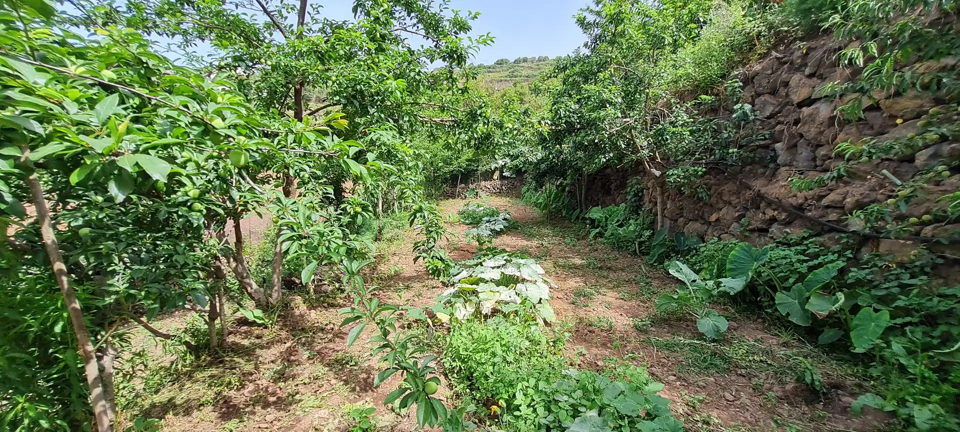 Finca rústica en venda a Icod de los Vinos pueblo