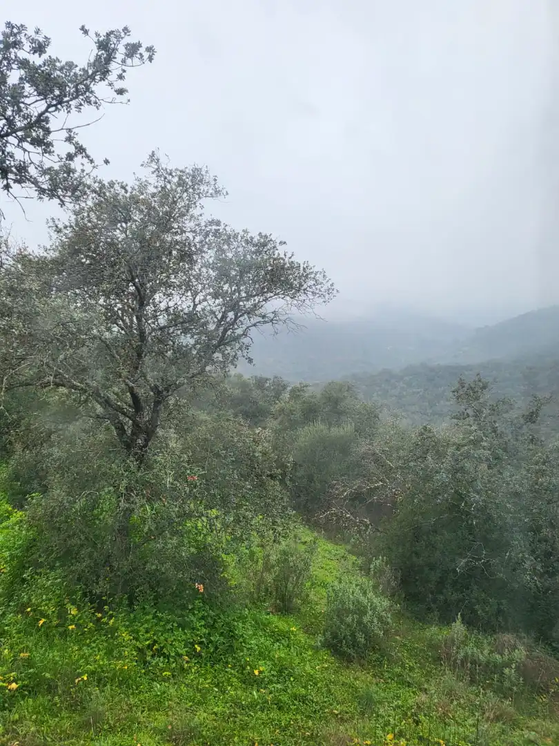 Terrain rustique à vendre à Camino de la Dehesa 236, imagen 5