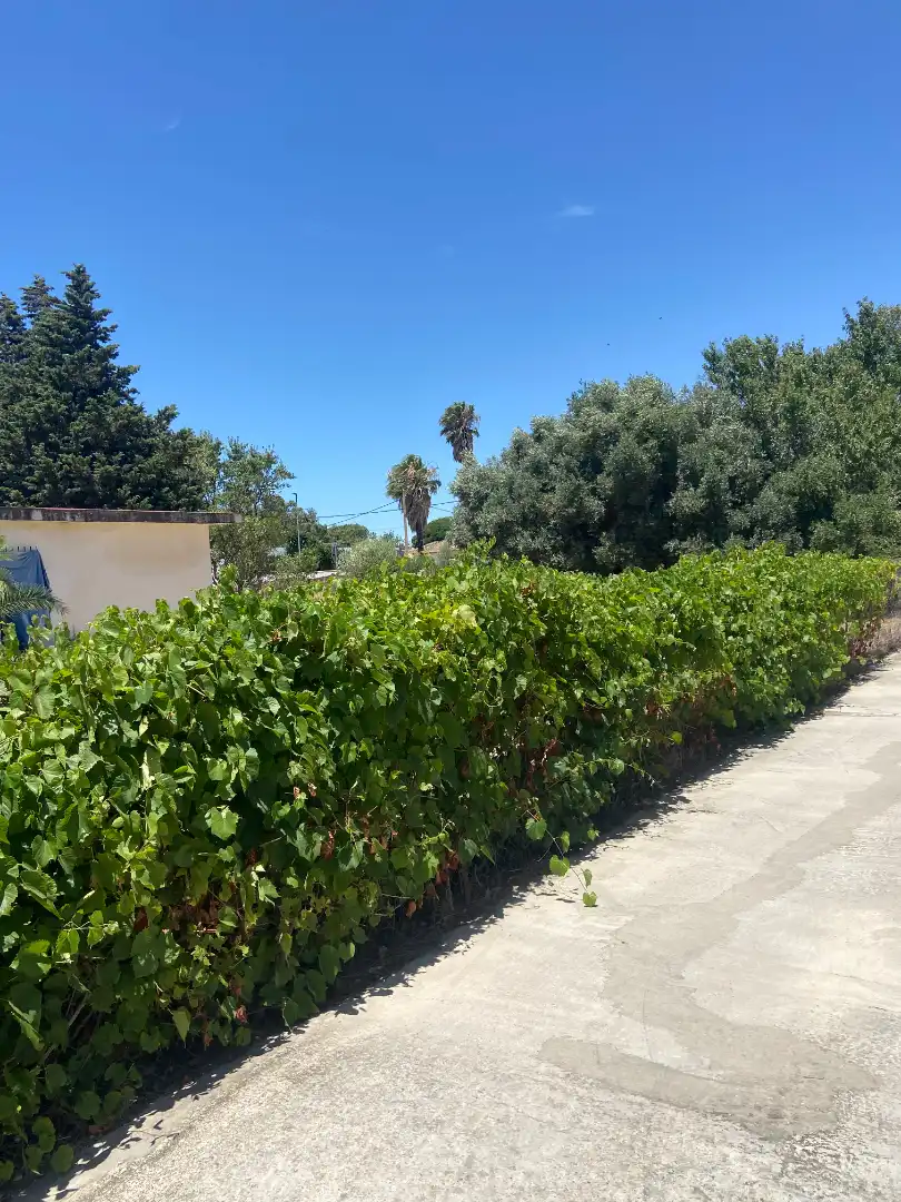 Vista exterior de Casa o xalet en venda en Chiclana de la Frontera
