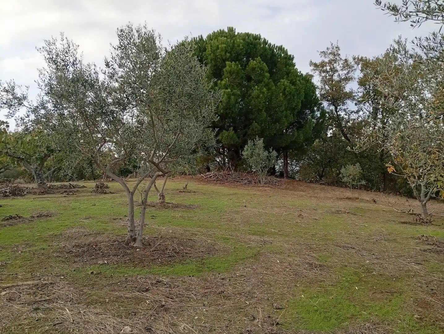 Terreni e lotti in vendita a Villanueva de la Vera, imagen 57