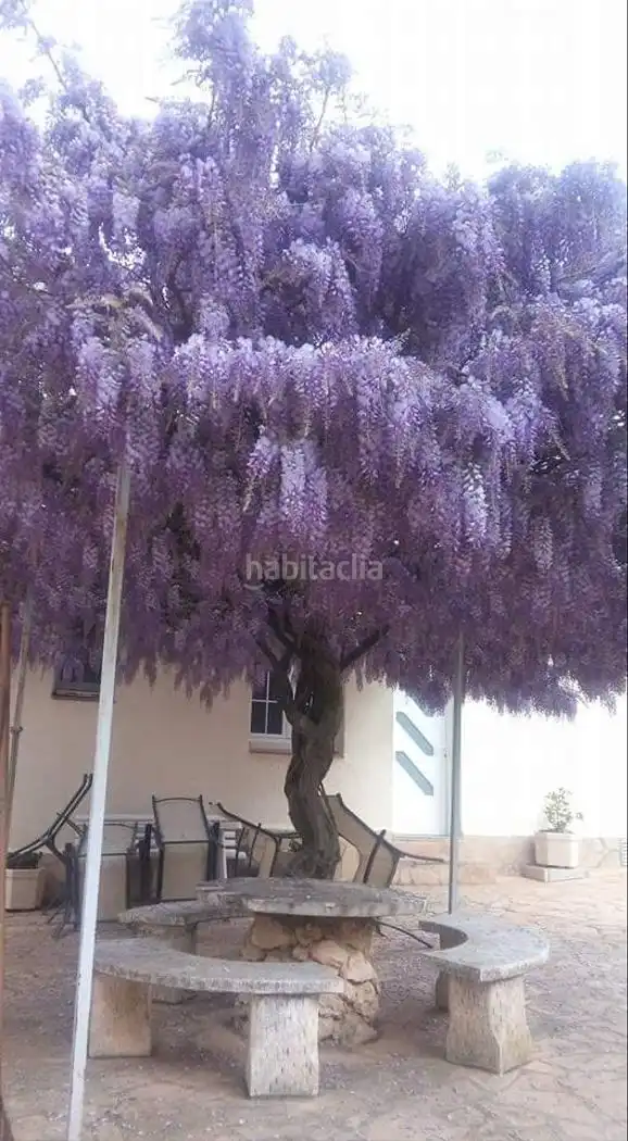 Casa con jardín en venta en Carrer de Sant Pere Molanta 45, imagen 13
