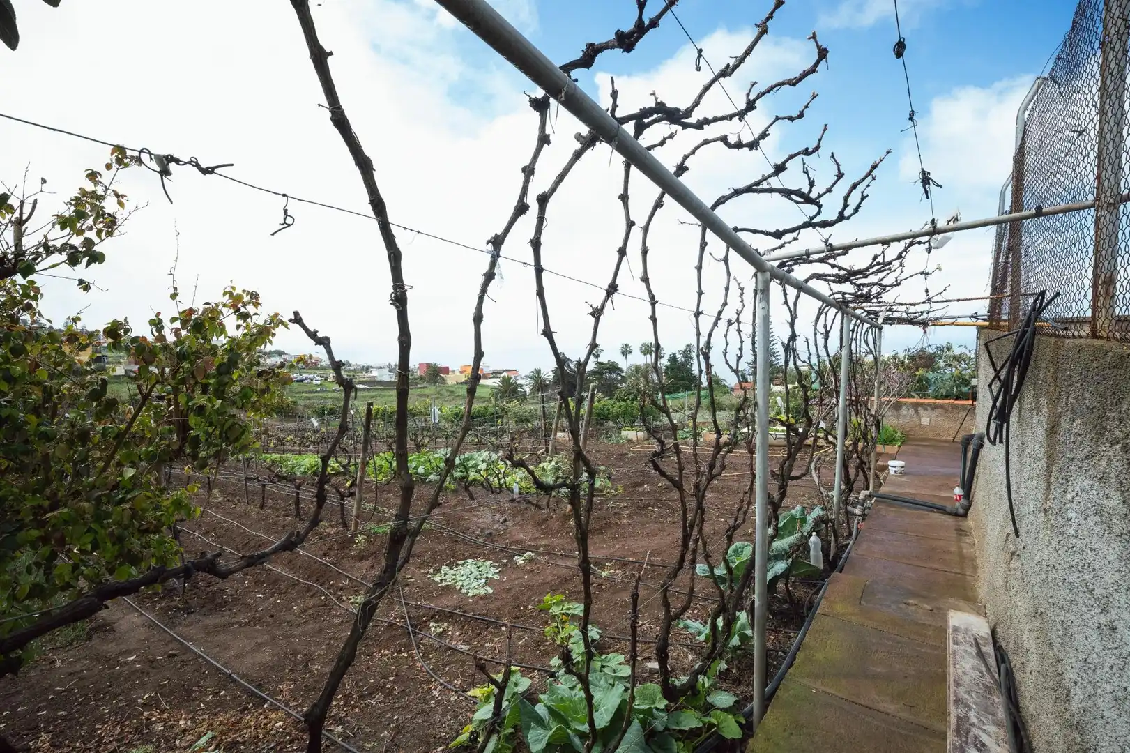 Jardín de Finca rústica en venta en El Sauzal