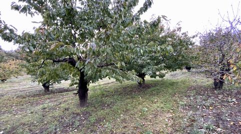 Venta de finca de cerezos con agua en la Vera, immagine 4