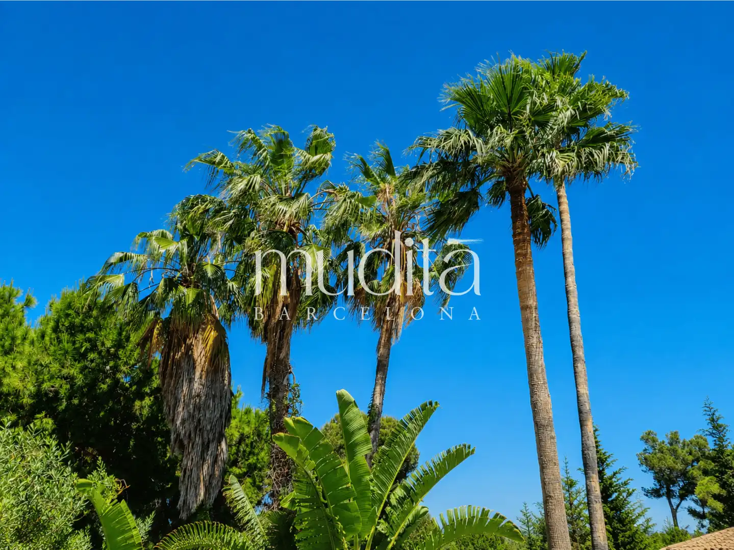 Jardín de Casa o chalet en venta en Roda de Berà con Calefacción, Jardín privado y Terraza
