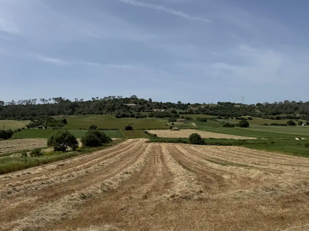 Terreny rústic en venda a Sineu, imagen 16