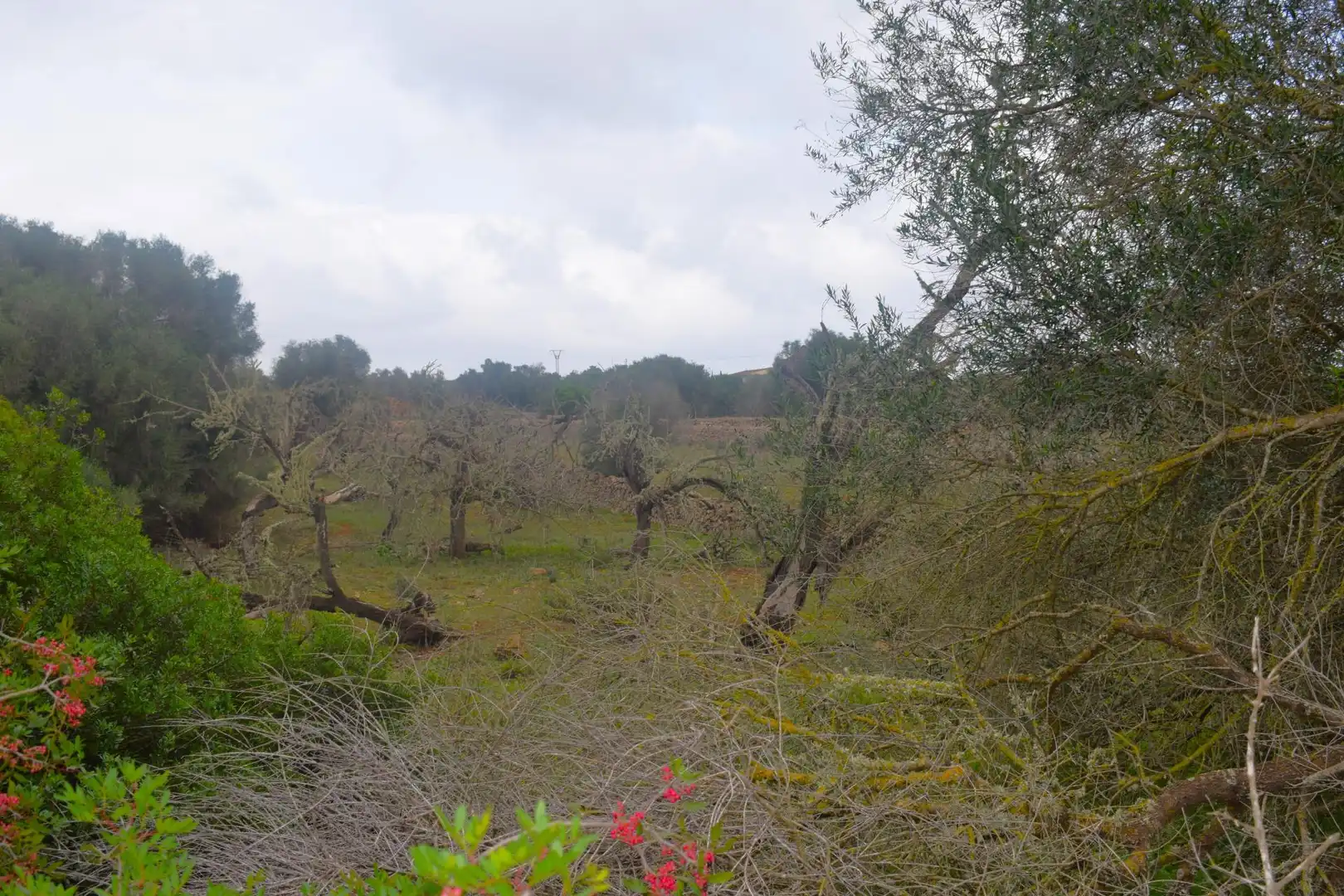 Wohnbaugrundstück zum Verkauf in Santa Margalida Poble