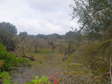 Terreny residencial en venda a Santa Margalida Poble