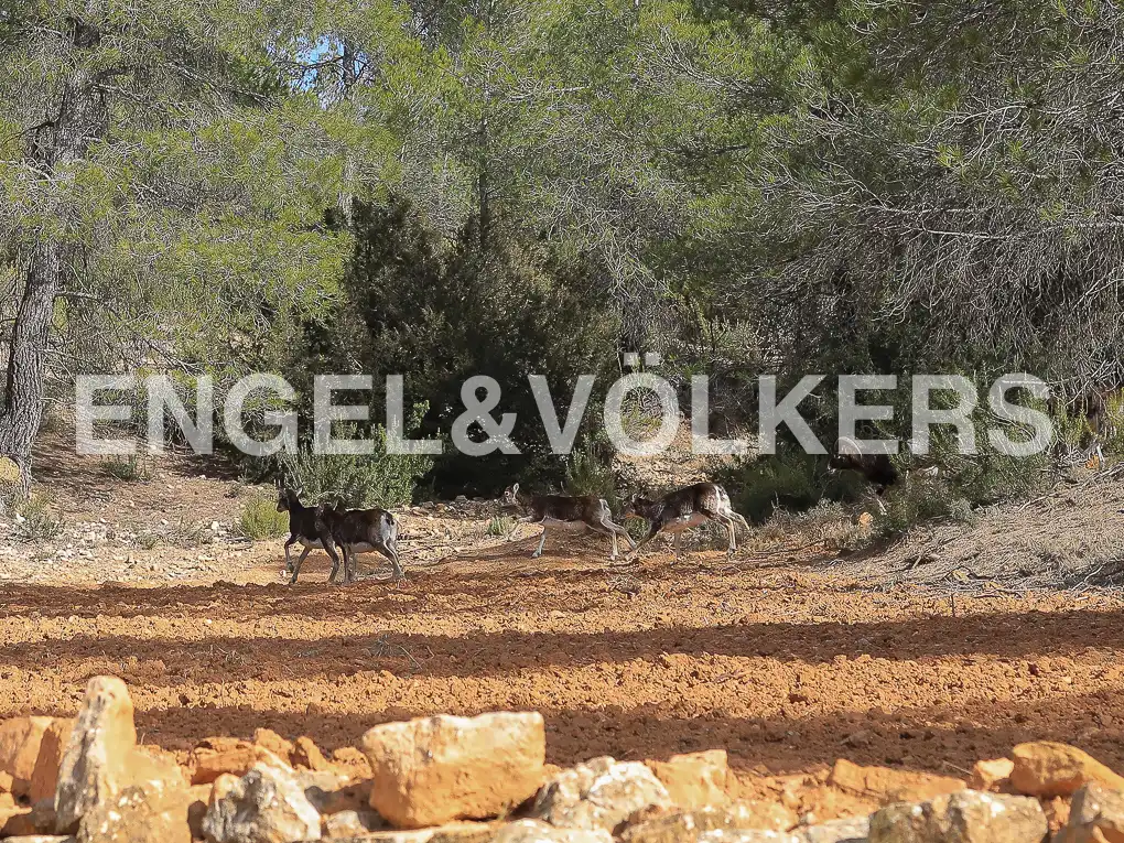 Finca rústica en venda en Ayora amb Calefacció, Jardí privat i Terrassa