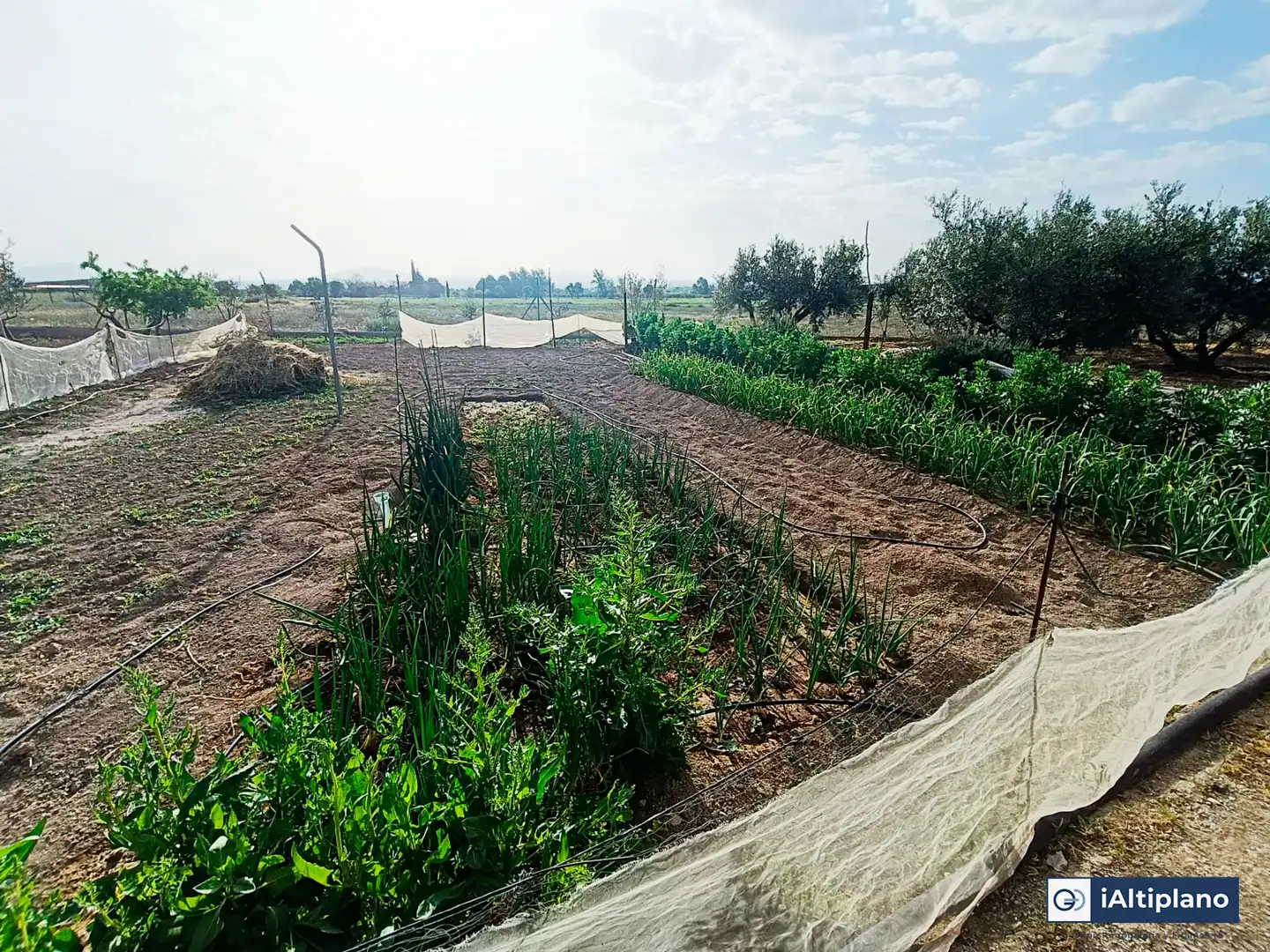 Jardí de Casa o xalet en venda en Baza amb Jardí privat, Piscina i Moblat