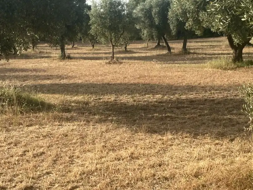 Rural land for sale in disseminat s/n, imagen 7