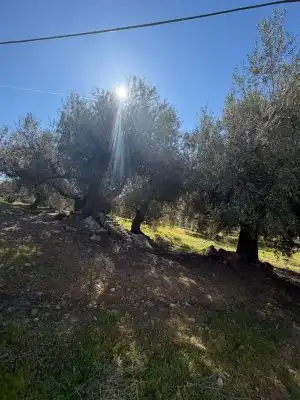 Land for sale in Alfarnatejo