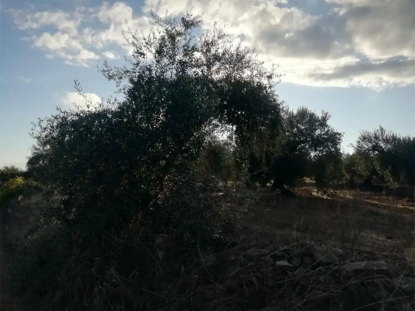Terreno en venta en Arroyomolinos (Cáceres)