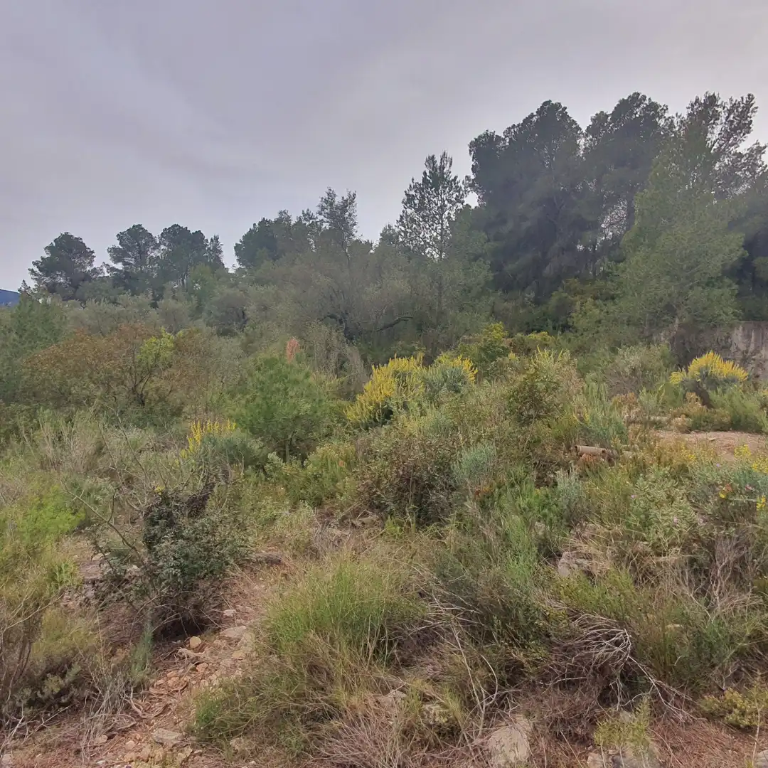 Terrain rustique à vendre à Benifallet, imagen 6