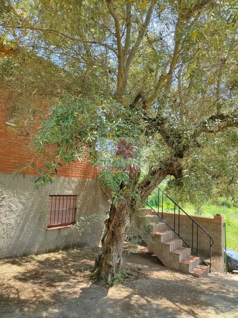 Jardí de Casa o xalet en venda en Alanís amb Jardí privat, Terrassa i Traster