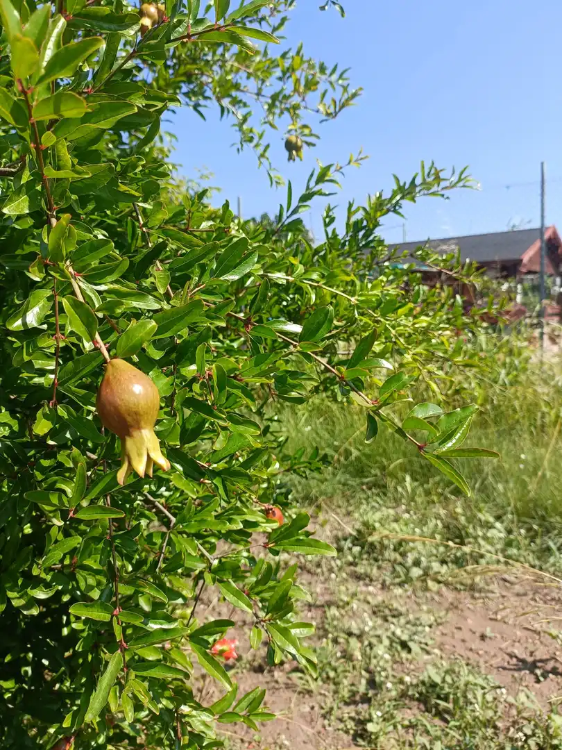 Jardín de Terreno en venta en Jérica