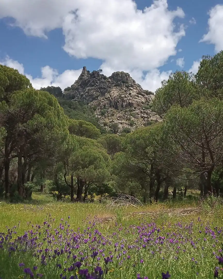 Rural land for sale in Cadalso de los Vidrios, imagen 14